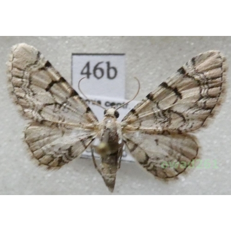 Eupithecia venosata (Fabricius, 1787) Czech46b